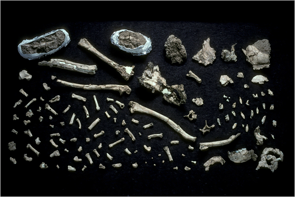 The unsorted fossilized bones of an Ardipithecus ramidus.